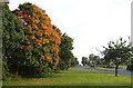 Early autumn colours at Wall Heath roundabout