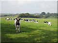 Cattle at Woodside Farm