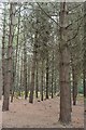 SU5473 : Pines on Frilsham Common by Graham Horn
