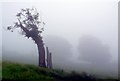 ST6803 : Tree stump in the morning mist by Nigel Mykura