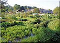 Allotments, Abbotts Barton