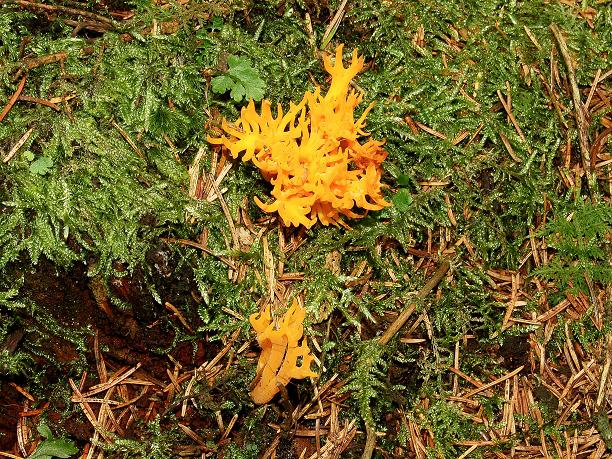 Fungus, Tardree forest (9) © Albert Bridge :: Geograph Ireland