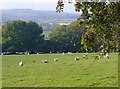 Sheep pasture: Blaengosen, Eglwysfairachurig