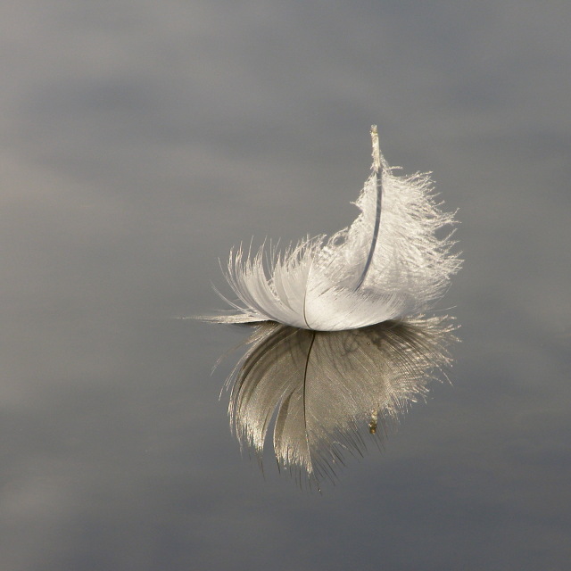 Swan feather on Hatchet Pond