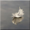 SU3601 : Swan feather on Hatchet Pond by Jim Champion