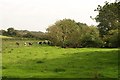 Meadow by the Torridge