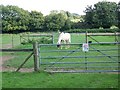 Horse, Vernham Street