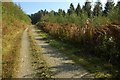 Forest road, Caio Forest