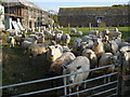 Sheep pen, Goscott Farm