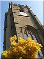 SY3995 : Whitchurch Canonicorum: yellow foliage by church by Chris Downer
