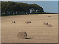 Bradford Peverell: field on Knowle Hill