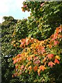 Autumn leaves by the A449, Wall Heath