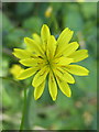 Mouse Eared Hawkweed (Pilosella officinarum)