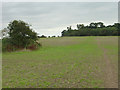 Footpath to Sharphill Wood