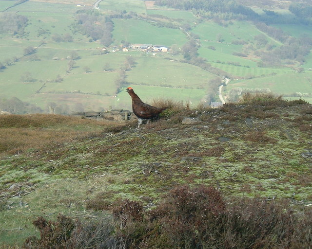 Grouse on Moorland Above Rosedale