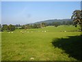 Pasture near Cilcewydd