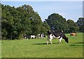 Cattle, Red Hills Farm