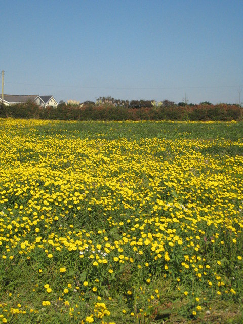 Field of Corn Marigolds near Penhale Jakes Farm