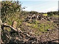 Grubbed out hedgerow near Moulton