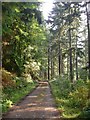 SJ2504 : Offa's Dyke path in Leighton Park woods by Penny Mayes