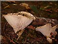 SJ2504 : Fungus in the wood by Penny Mayes