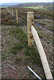 NO6680 : New Fence by Dorothy Carse
