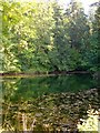 SJ2504 : Lower pool in Leighton Park woods by Penny Mayes