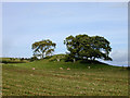 Trees near Gorn Newydd