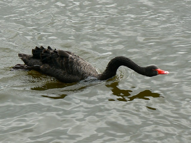 Black swan on the move, Coate Water,... © Brian Robert Marshall cc-by ...