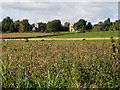 Maize crop and dairy pasture, Hasfield