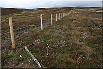NO6680 : New Fencing on Birnie Hill by Dorothy Carse