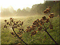 Hogweed, Charvil Meadows