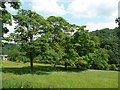 Trees in line, off Rochdale Road A58, Sowerby