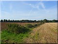 Farmland, Marridge Hill