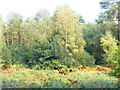 Winterfold Forest Hillside