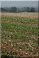 Harvested field near Ascott d