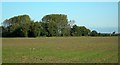 Fields And Trees