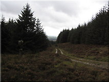 NY5881 : Forest track looking west by David Liddle
