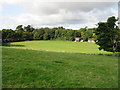 Nonington cricket ground from Fredville Park