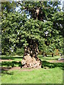 Old and gnarled sweet chestnut tree