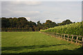 Paddock at Barton Stud