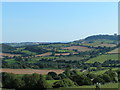 Fields near Cadeleigh