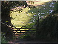 Free-range chickens prefer the shade