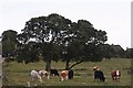 Udny cattle with trees