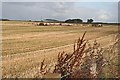 Feeding Cattle near Mains of Loanhead