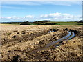 Barley Field