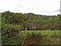 Field near Cwmbychan, Troed-yr-aur