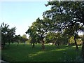 Orchard near Pitstone Green Museum