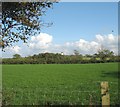 Cultivated grassland near Llwyn Onn