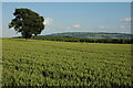 SO9146 : Wheat field near Besford by Philip Halling